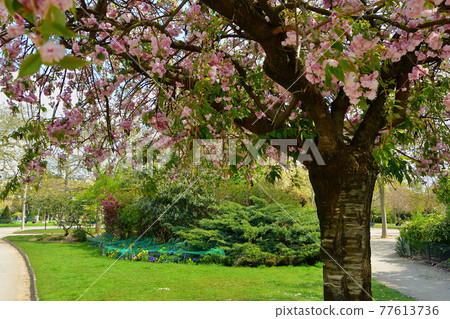 Cherry blossoms blooming in Champ de Mars Park, Paris, France, taken on April 17, 2021 Cherry blossoms blooming in Champ de Mars Park, Paris, France, taken on April 17, 2021 77613736