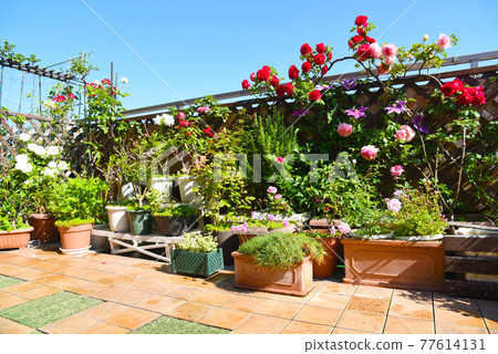 Spring gardening flower garden is in full bloom. Life with flowers Spring gardening flower garden is in full bloom. Life with flowers 77614131