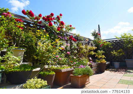 Spring gardening flower garden is in full bloom. Life with flowers Spring gardening flower garden is in full bloom. Life with flowers 77614133