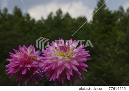 Dahlia Dahlia 77614233