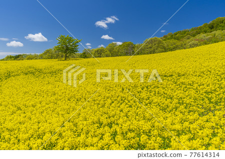 Spring Sannokura Plateau (ski resort) Flower field Rape blossoms Kitakata City, Fukushima Prefecture Spring Sannokura Plateau (ski resort) Flower field Rape blossoms Kitakata City, Fukushima Prefecture 77614314