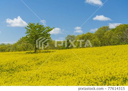 Spring Sannokura Plateau (ski resort) Flower field Rape blossoms Kitakata City, Fukushima Prefecture Spring Sannokura Plateau (ski resort) Flower field Rape blossoms Kitakata City, Fukushima Prefecture 77614315