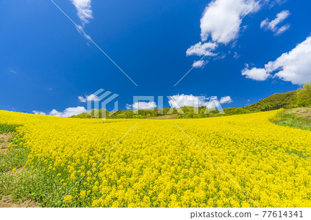 Spring Sannokura Plateau (ski resort) Flower field Rape blossoms Kitakata City, Fukushima Prefecture 77614341