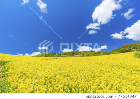 Spring Sannokura Plateau (ski resort) Flower field Rape blossoms Kitakata City, Fukushima Prefecture 77614347