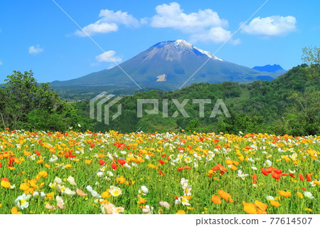 [Tottori Prefecture] Tottori Flower Corridor under sunny weather (Daisen and Hanaoka) 77614507