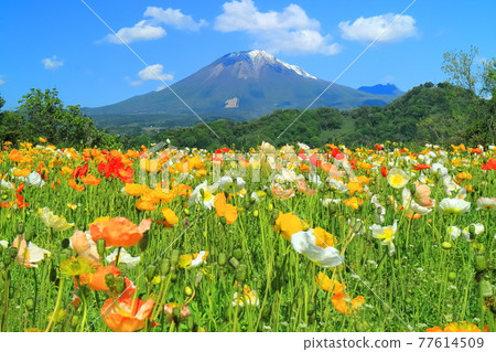 [Tottori Prefecture] Tottori Flower Corridor under sunny weather (Daisen and Hanaoka) 77614509