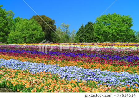 [Tottori Prefecture] Tottori Flower Corridor (Hana no Oka) under sunny weather 77614514