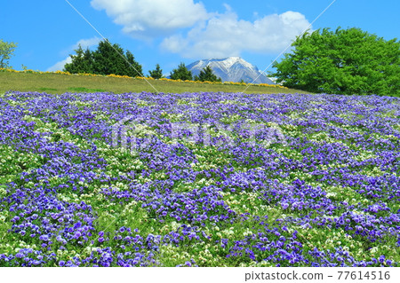 【鳥取縣】晴天下的鳥取花廊（花之丘） 77614516