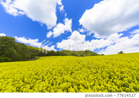 春天三倉高原（滑雪場） 花田 油菜花 福島縣喜多方市 77614517