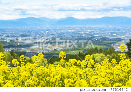 春天三倉高原（滑雪場） 花田 油菜花 福島縣喜多方市 77614542