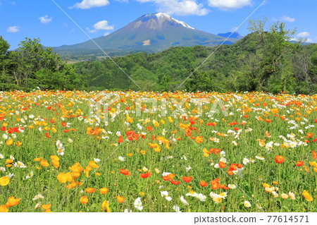 [鳥取縣] 晴天下的鳥取花廊（大仙和花岡） 77614571