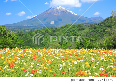 [鳥取縣] 晴天下的鳥取花廊（大仙和花岡） 77614579