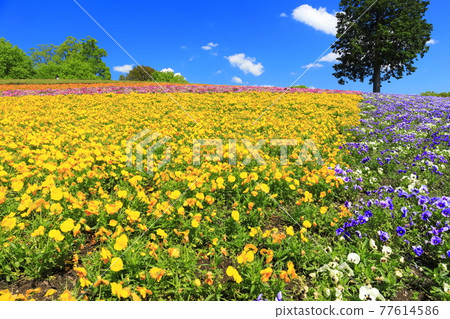 【鳥取縣】晴天下的鳥取花廊（花之丘） 77614586