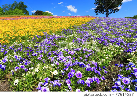 【鳥取縣】晴天下的鳥取花廊（花之丘） 77614587