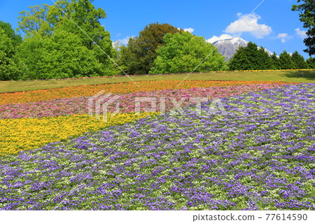 【鳥取縣】晴天下的鳥取花廊（花之丘） 77614590