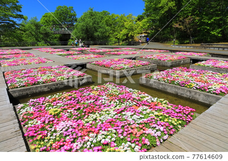 [Tottori Prefecture] Tottori Flower Corridor under sunny weather (water flower bed) 77614609