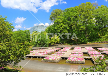 [Tottori Prefecture] Tottori Flower Corridor under sunny weather (water flower bed) 77614617