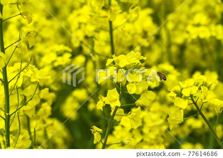 Spring Sannokura Plateau (ski resort) Flower field Rape blossoms and bees Kitakata City, Fukushima Prefecture 77614686