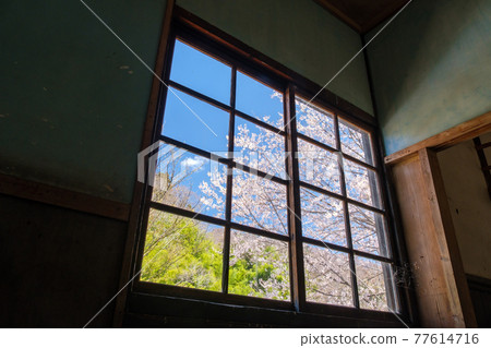 窗戶裡的櫻花 窗戶裡的櫻花 77614716