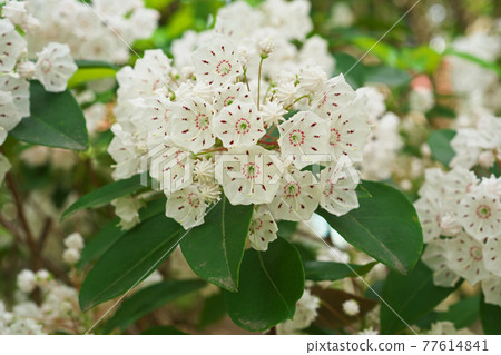 白色Kalmire花 77614841