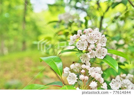 White Kalmire Flower White Kalmire Flower 77614844