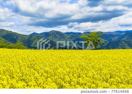 Spring Sannokura Plateau (ski resort) Flower field Rape blossoms Kitakata City, Fukushima Prefecture Spring Sannokura Plateau (ski resort) Flower field Rape blossoms Kitakata City, Fukushima Prefecture 77614898