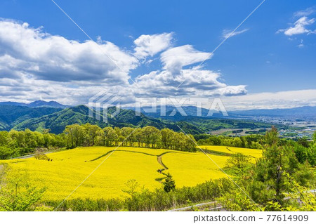 Spring Sannokura Plateau (ski resort) Flower field Rape blossoms Kitakata City, Fukushima Prefecture Spring Sannokura Plateau (ski resort) Flower field Rape blossoms Kitakata City, Fukushima Prefecture 77614909