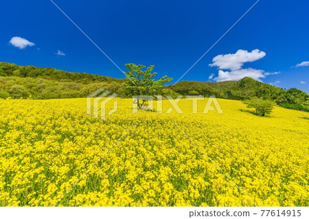 春天三倉高原(滑雪場) 花田 油菜花 福島縣喜多方市 春天三倉高原(滑雪場) 花田 油菜花 福島縣喜多方市 77614915
