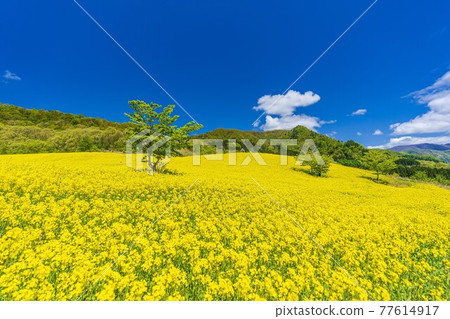 Spring Sannokura Plateau (ski resort) Flower field Rape blossoms Kitakata City, Fukushima Prefecture Spring Sannokura Plateau (ski resort) Flower field Rape blossoms Kitakata City, Fukushima Prefecture 77614917
