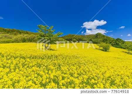 Spring Sannokura Plateau (ski resort) Flower field Rape blossoms Kitakata City, Fukushima Prefecture Spring Sannokura Plateau (ski resort) Flower field Rape blossoms Kitakata City, Fukushima Prefecture 77614918