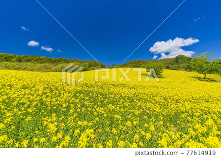 Spring Sannokura Plateau (ski resort) Flower field Rape blossoms Kitakata City, Fukushima Prefecture Spring Sannokura Plateau (ski resort) Flower field Rape blossoms Kitakata City, Fukushima Prefecture 77614919