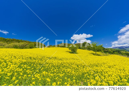 Spring Sannokura Plateau (ski resort) Flower field Rape blossoms Kitakata City, Fukushima Prefecture 77614920