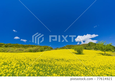 Spring Sannokura Plateau (ski resort) Flower field Rape blossoms Kitakata City, Fukushima Prefecture Spring Sannokura Plateau (ski resort) Flower field Rape blossoms Kitakata City, Fukushima Prefecture 77614921