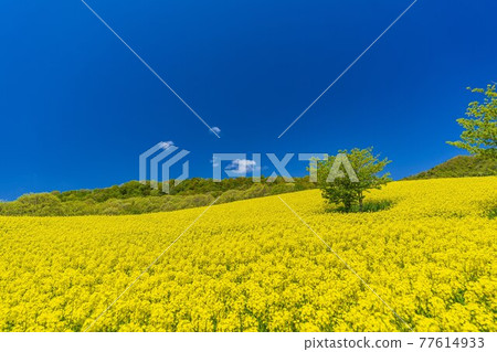 Spring Sannokura Plateau (ski resort) Flower field Rape blossoms Kitakata City, Fukushima Prefecture Spring Sannokura Plateau (ski resort) Flower field Rape blossoms Kitakata City, Fukushima Prefecture 77614933