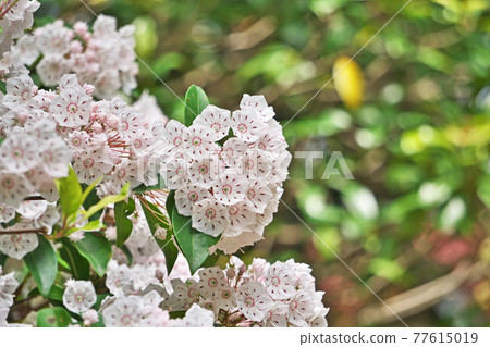 白色Kalmire花 77615019