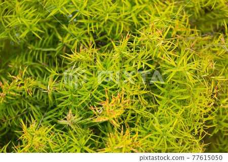 Flax-leaved Paperbark is a Melaleuca tree species with fragrant leaves Flax-leaved Paperbark is a Melaleuca tree species with fragrant leaves 77615050