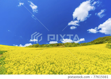 春天三倉高原（滑雪場） 花田 油菜花 福島縣喜多方市 77615081