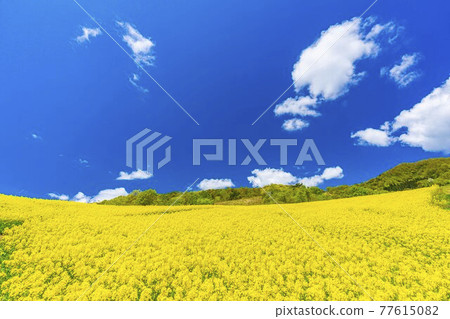 春天三倉高原（滑雪場） 花田 油菜花 福島縣喜多方市 77615082