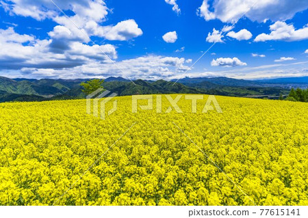 Spring Sannokura Plateau (ski resort) Flower field Rape blossoms Kitakata City, Fukushima Prefecture 77615141