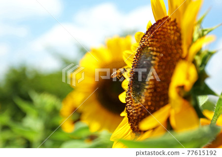 Sunflowers and honey bees 77615192