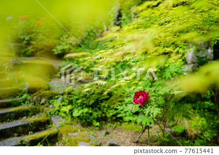 一朵紅牡丹和藍秋葉綠色的石階 77615441