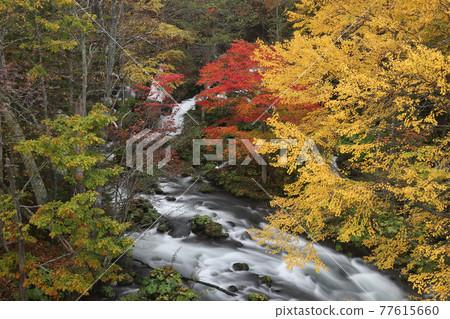 Autumn leaves from Takimibashi on Lake Akan 77615660