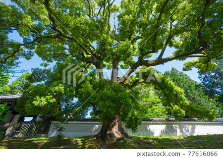 Okusu fresh green at the site of the Shoren-in monastery in Kyoto 77616066