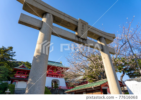 Torii and Suitenmon Gate at Akama Shrine in Spring, Shimonoseki City, Yamaguchi Prefecture 77616068