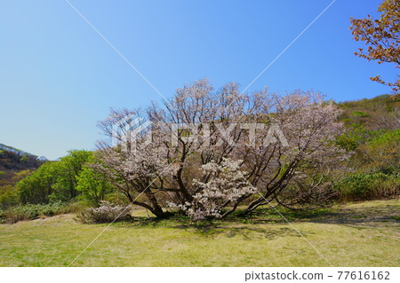 Minezakura, Senryu Sakura blooming on Mt. Myoken Minezakura, Senryu Sakura blooming on Mt. Myoken 77616162