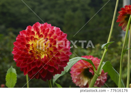 大麗花 大麗花 77616176