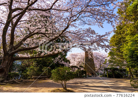 Sakura in the park heading to the Hagi Reverberatory Furnace in Hagi City, Yamaguchi Prefecture Sakura in the park heading to the Hagi Reverberatory Furnace in Hagi City, Yamaguchi Prefecture 77616224