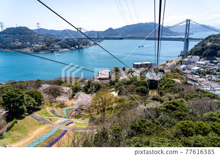 Shimonoseki City, Yamaguchi Prefecture Spring view of Turkish Tulip Garden and Kanmon Strait 77616385