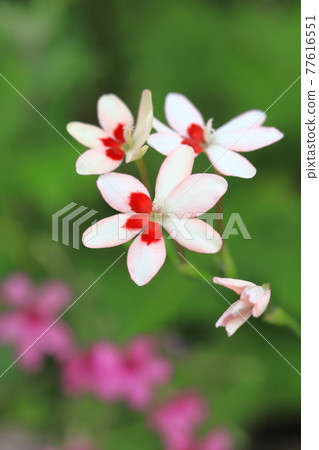 Pretty princess princess flower (Himehiougi) flower Pretty princess princess flower (Himehiougi) flower 77616551