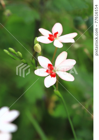 Pretty princess princess flower (Himehiougi) flower Pretty princess princess flower (Himehiougi) flower 77616554